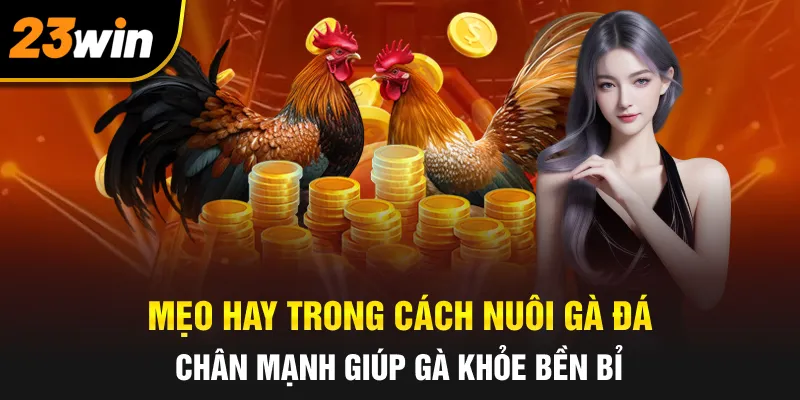 Mẹo hay trong cách nuôi gà đá chân mạnh giúp gà khỏe bền bỉ
