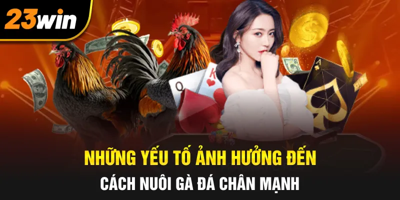 Những yếu tố ảnh hưởng đến cách nuôi gà đá chân mạnh